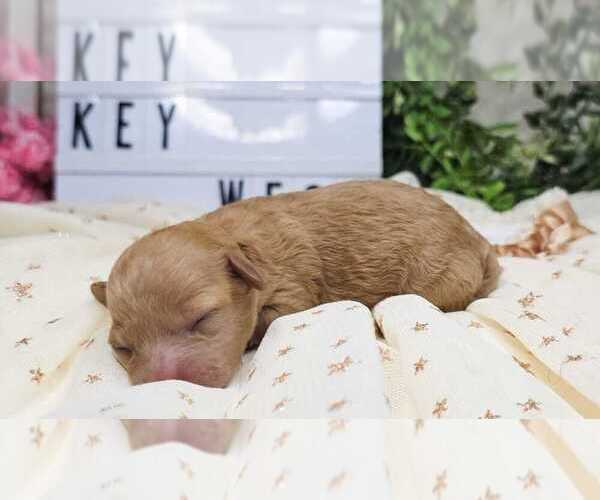Medium Photo #1 Poodle (Toy) Puppy For Sale in COLLEGE STA, TX, USA