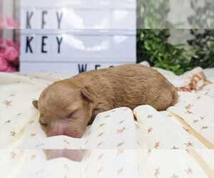 Poodle (Toy) Puppy for sale in COLLEGE STA, TX, USA