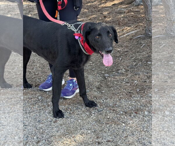 Medium Photo #9 Labrador Retriever-Unknown Mix Puppy For Sale in San Diego, CA, USA