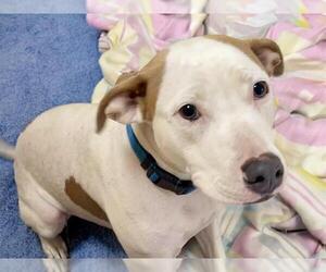 American Pit Bull Terrier-Unknown Mix Dogs for adoption in Tulsa, OK, USA