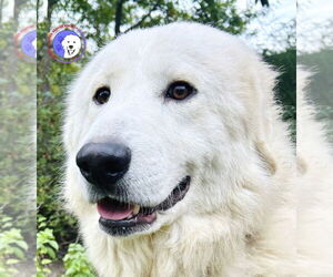 Great Pyrenees Dogs for adoption in Spring, TX, USA