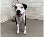 Small American Pit Bull Terrier