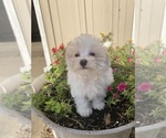 Small #1 Maltese