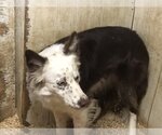 Small #2 Border Collie