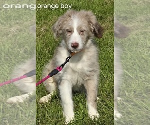 Aussiedoodle Miniature  Puppy for sale in WADENA, MN, USA