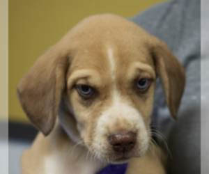 Labrador Retriever-Unknown Mix Dogs for adoption in Brooklyn, NY, USA