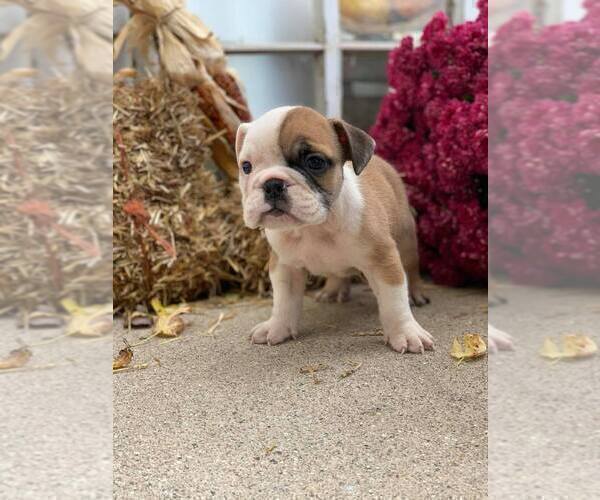 Medium Photo #6 English Bulldog Puppy For Sale in NAPPANEE, IN, USA