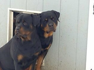 Mother of the Rottweiler puppies born on 02/08/2019