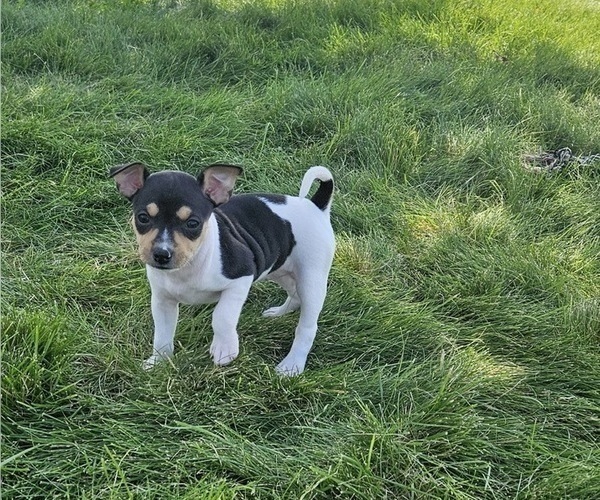 Medium Photo #2 Rat Terrier Puppy For Sale in ELLENSBURG, WA, USA