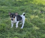Small #1 Rat Terrier