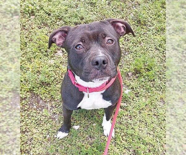 Medium Photo #2 American Staffordshire Terrier Puppy For Sale in Fort Lauderdale, FL, USA