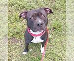 Small #1 American Staffordshire Terrier