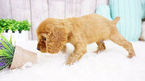 Small Photo #6 Cocker Spaniel Puppy For Sale in FULLERTON, CA, USA