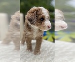 Small #9 Aussie-Poo-Miniature Bernedoodle Mix