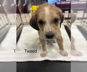 Beagle-Unknown Mix Dogs for adoption in Holly Springs, NC, USA