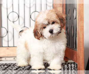 Zuchon Puppy for sale in NAPLES, FL, USA