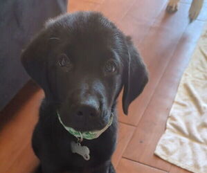 Golden Shepherd Puppy for sale in HUBERT, NC, USA