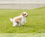Small #5 Goldendoodle (Miniature)