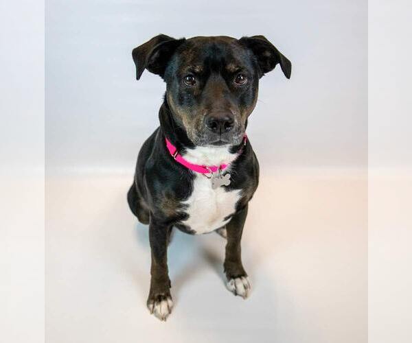 Medium Photo #3 Labrador Retriever-Unknown Mix Puppy For Sale in Kennesaw, GA, USA