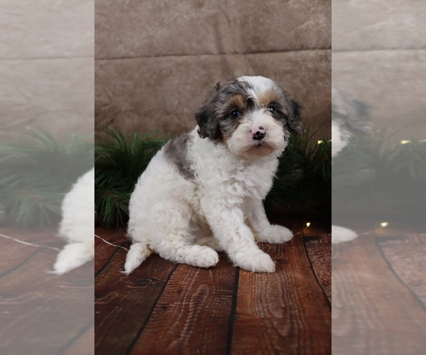 Medium Photo #5 Cavapoo (Toy) Puppy For Sale in WEST SALEM, OH, USA