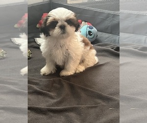 Shih Tzu Puppy for Sale in HUNTERTOWN, Indiana USA