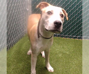 Mutt Dogs for adoption in Downey, CA, USA