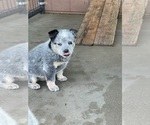 Small Photo #1 Australian Cattle Dog Puppy For Sale in ALEXANDRIA, PA, USA