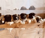Small Photo #9 Akita Puppy For Sale in INGLIS, FL, USA