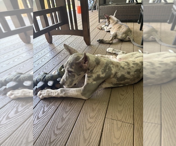 Medium Photo #5 Great Dane Puppy For Sale in LITCHFIELD, NH, USA