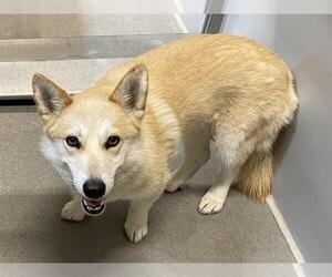 Pembroke Welsh Corgi Dogs for adoption in Modesto, CA, USA