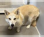Small Pembroke Welsh Corgi