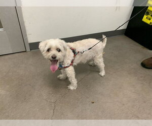 Maltipoo (Miniature) Dogs for adoption in Berkeley , CA, USA