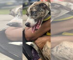 Small #2 Catahoula Leopard Dog Mix