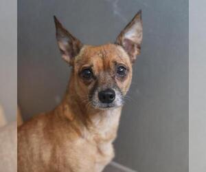 Chihuahua-Unknown Mix Dogs for adoption in San Antonio, TX, USA