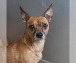 Small Chihuahua Mix