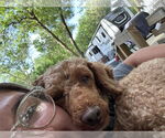 Small #3 Poodle (Miniature) Mix