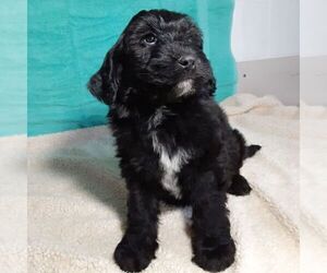 Newfoundland-Poodle (Miniature) Mix Puppy for sale in MARSHALL, IN, USA