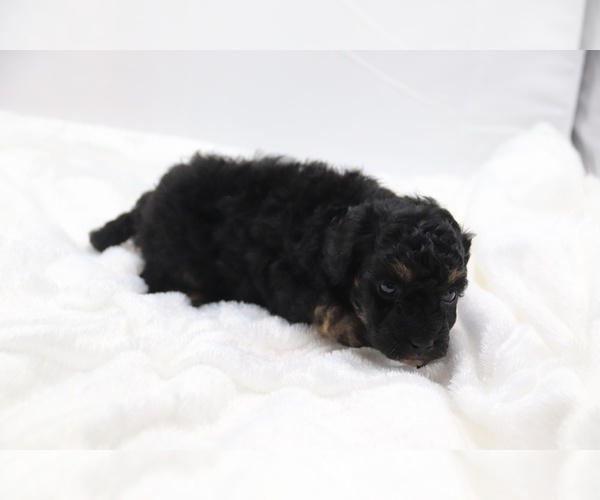Medium Photo #29 Cockapoo Puppy For Sale in RIPLEY, TN, USA