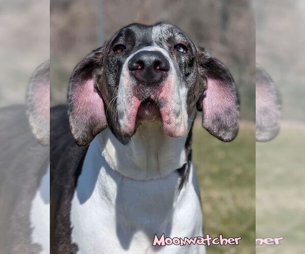 Medium Photo #3 Great Dane Puppy For Sale in Bullard, TX, USA