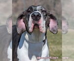 Small #2 Great Dane