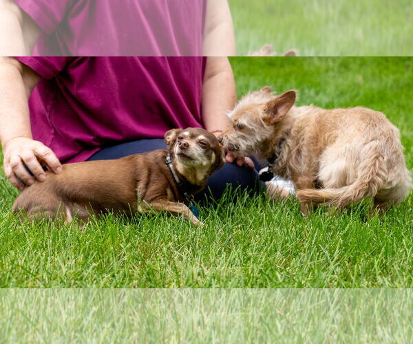 Medium Photo #3 Malchi Puppy For Sale in Princeton, MN, USA