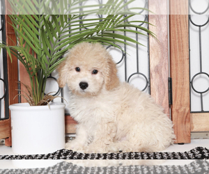 Bichpoo Puppy for sale in NAPLES, FL, USA