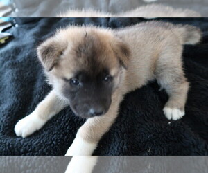 Akita Puppy for sale in GR, MI, USA