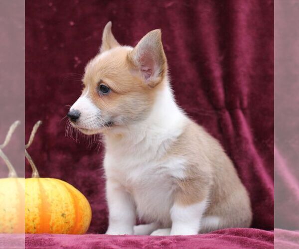 Medium Photo #3 Pembroke Welsh Corgi Puppy For Sale in ELLIOTTSBURG, PA, USA