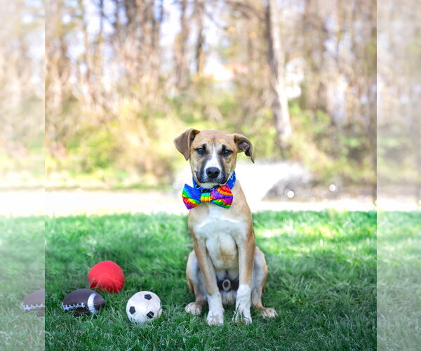 Medium Photo #11 Mutt Puppy For Sale in Unionville, PA, USA