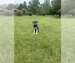 Small #16 German Shepherd Dog