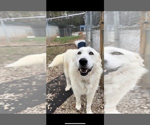 Great Pyrenees Dogs for adoption in Croydon, NH, USA