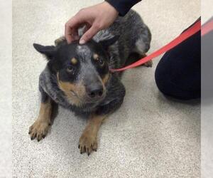 Australian Cattle Dog Dogs for adoption in Riverside, CA, USA