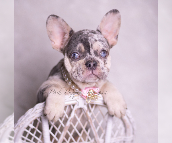 Medium Photo #6 French Bulldog Puppy For Sale in WARSAW, IN, USA