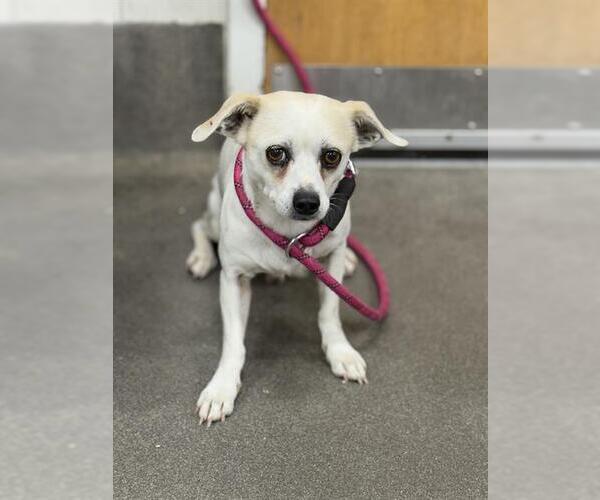 Medium Photo #1 Chihuahua Puppy For Sale in Forestville, MD, USA
